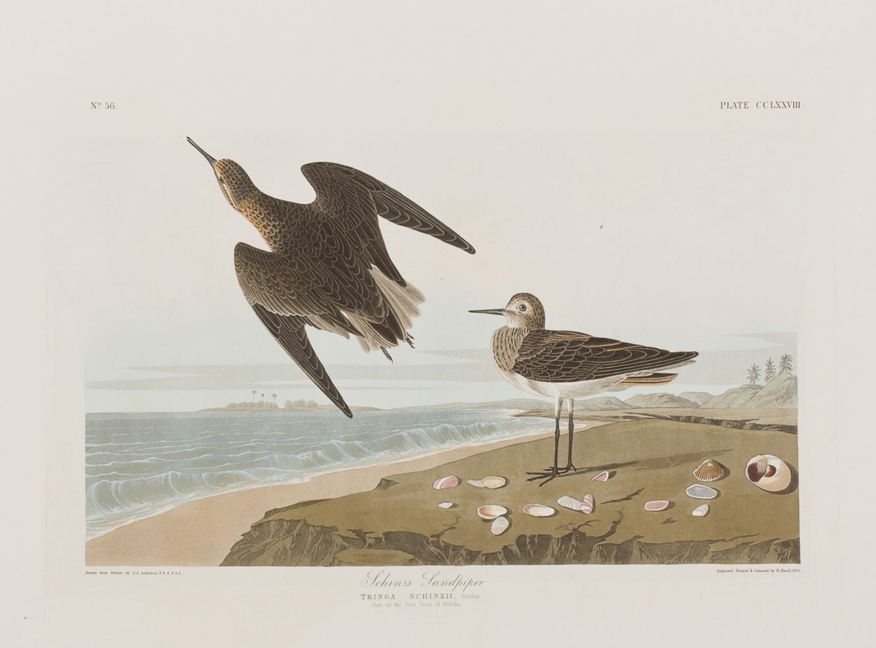 Ilustración de 