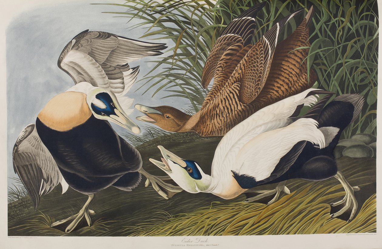 Ilustración de 