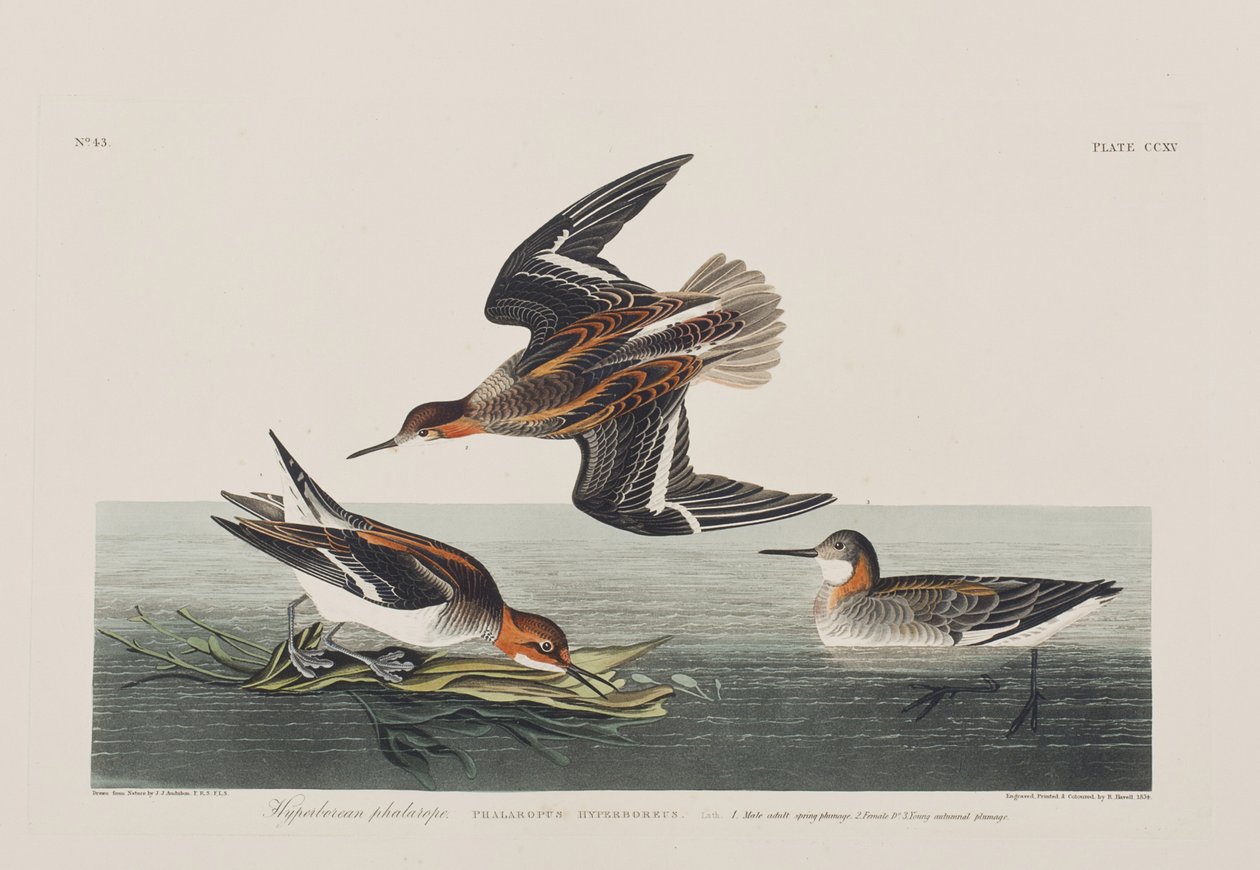 Ilustración de 