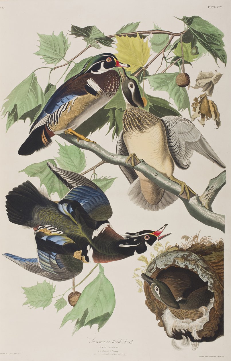 Ilustración de 