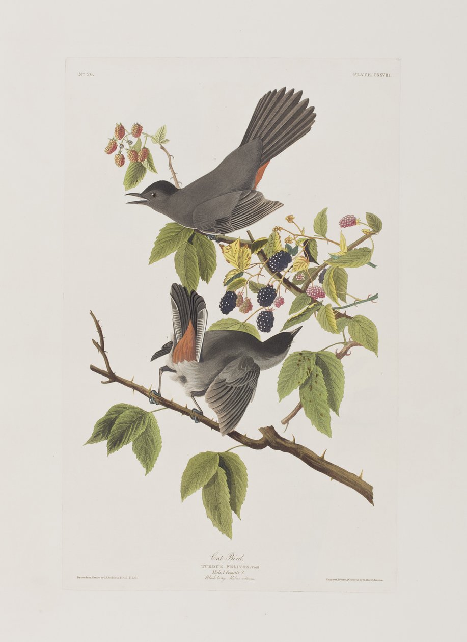 Ilustración de 
