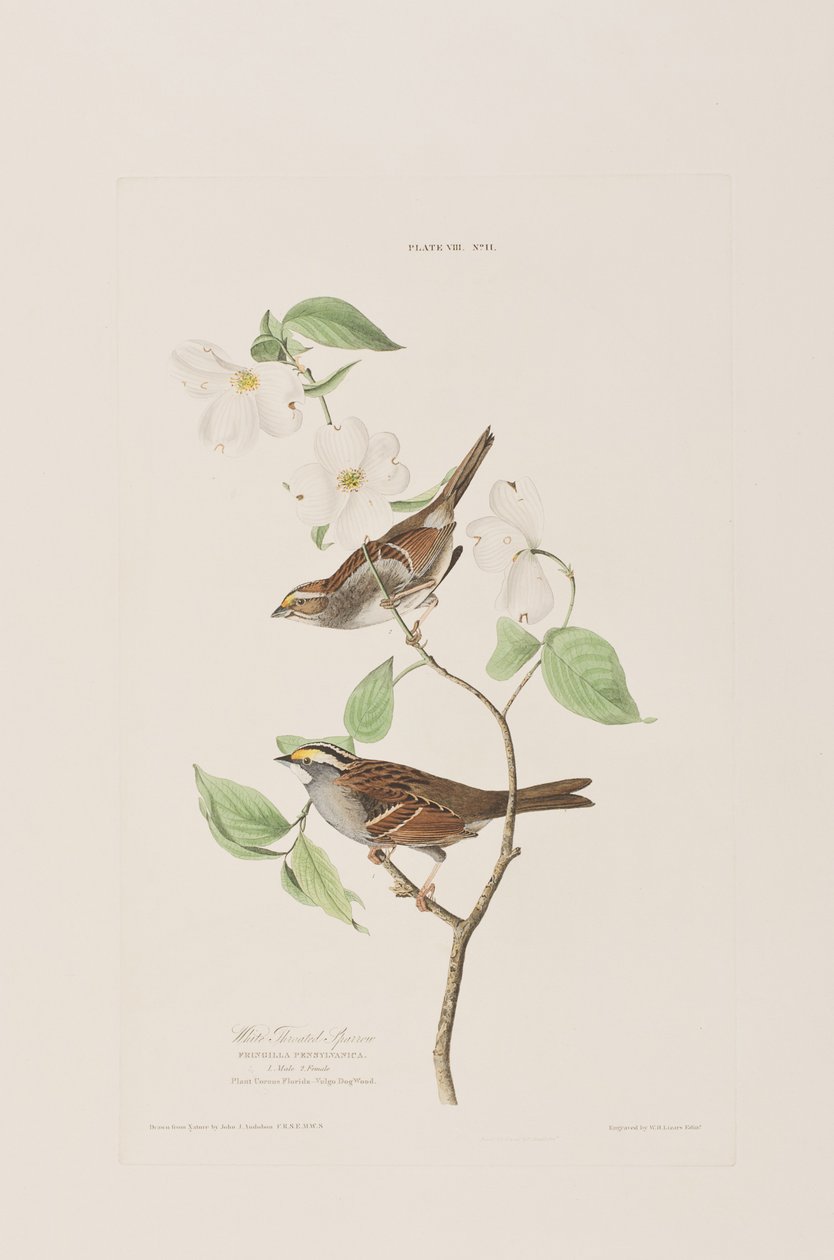 Ilustración de 