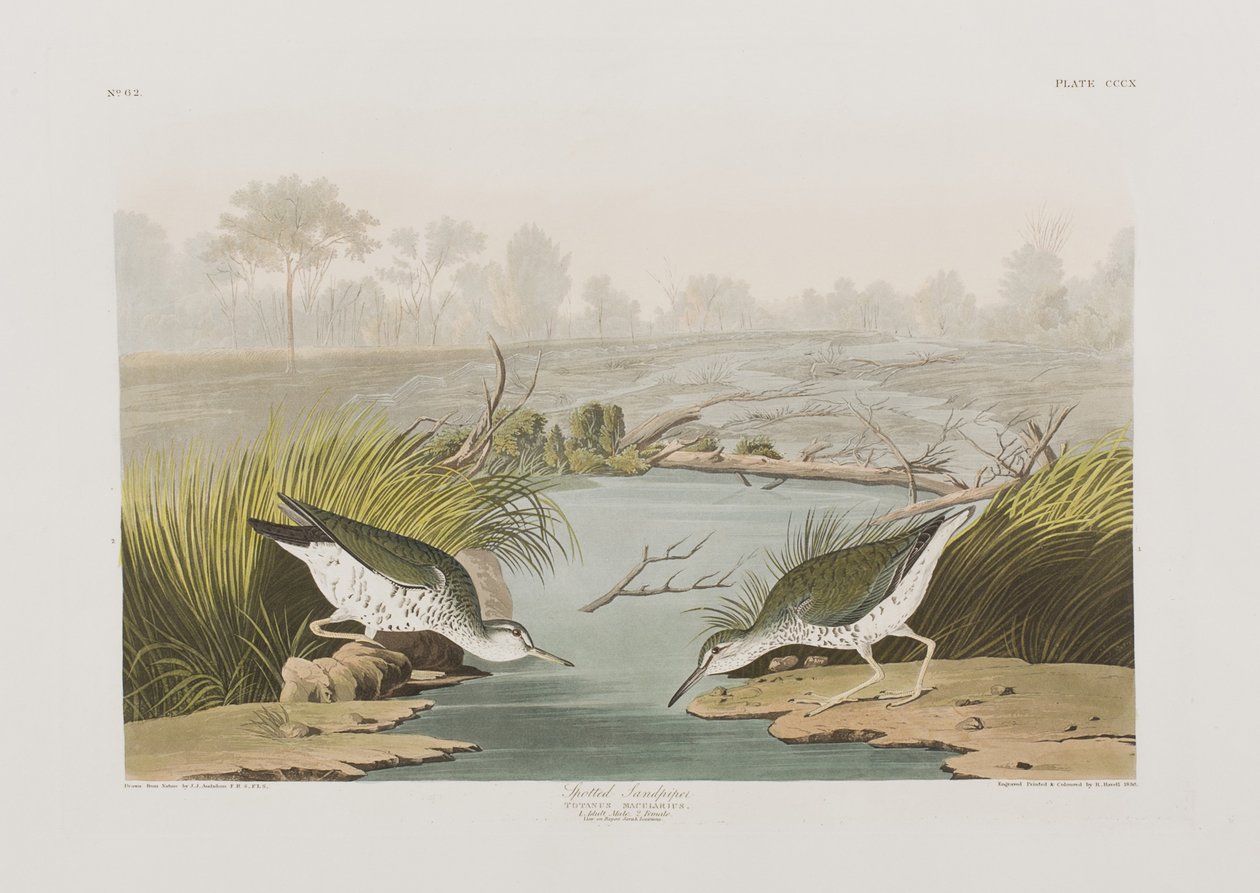 Ilustración de 