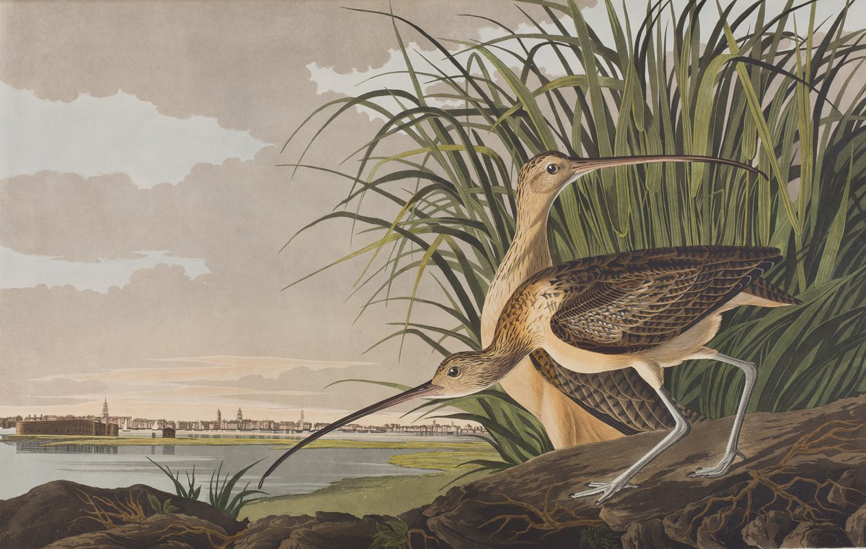 Ilustración de 