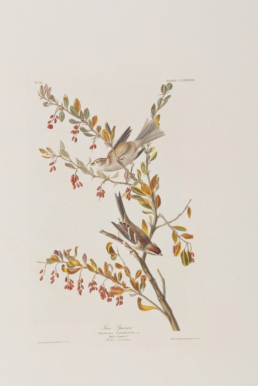 Ilustración de 