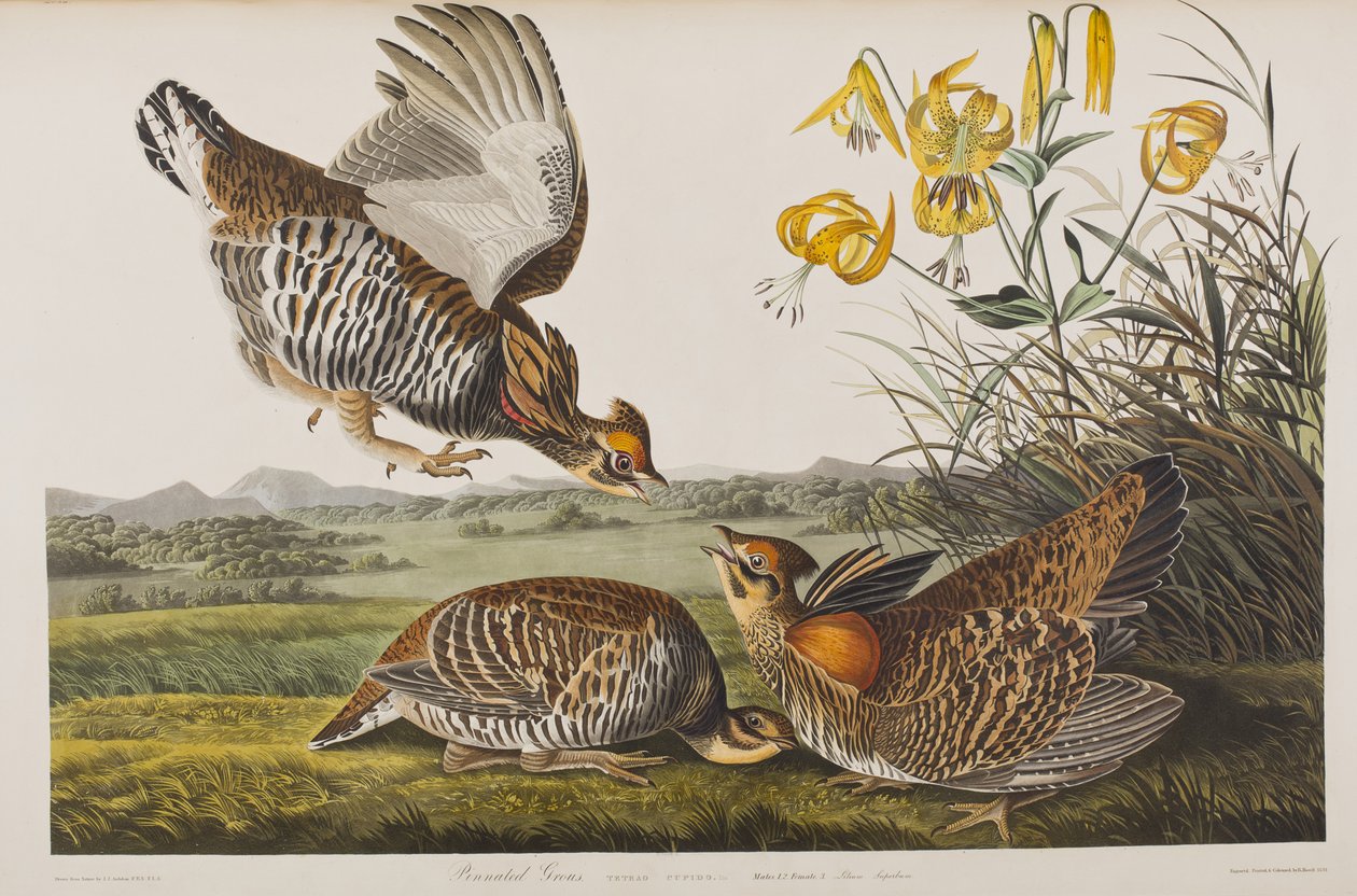 Ilustración de 