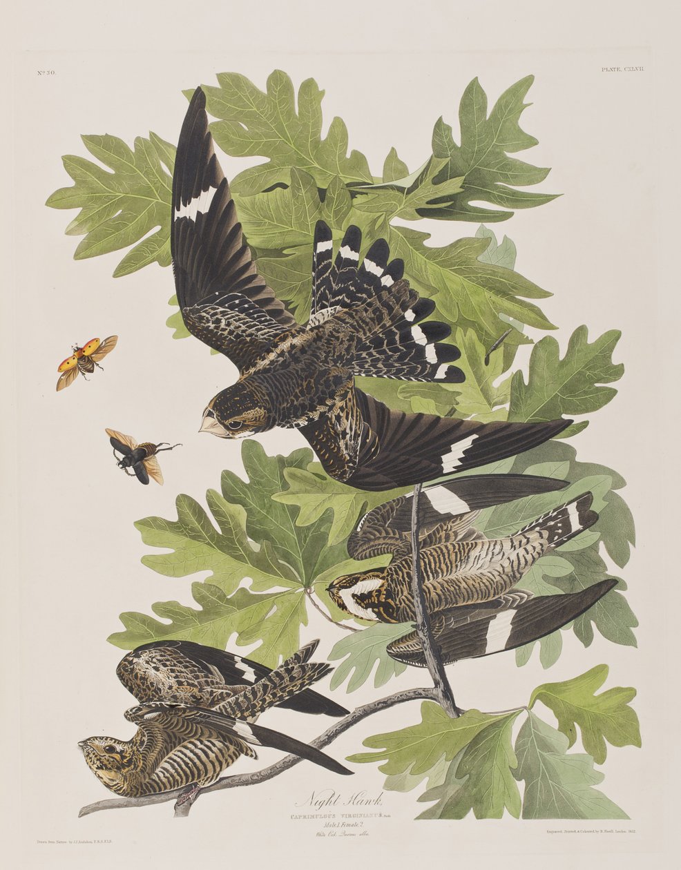 Ilustración de 