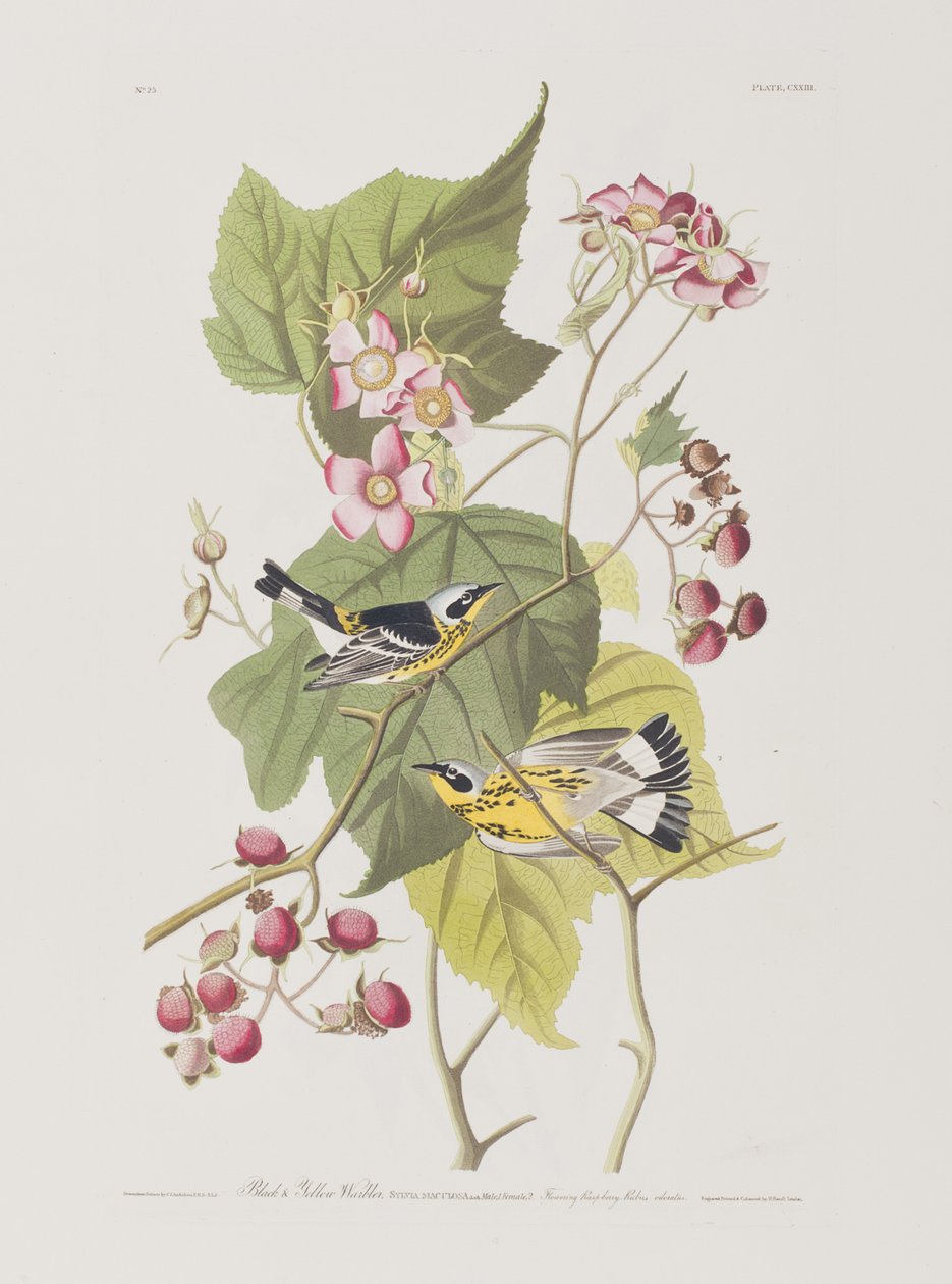 Ilustración de 