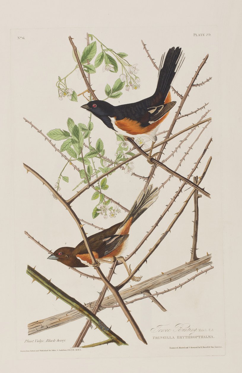 Ilustración de 