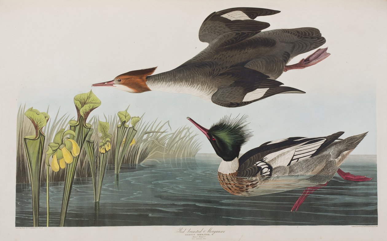 Ilustración de 