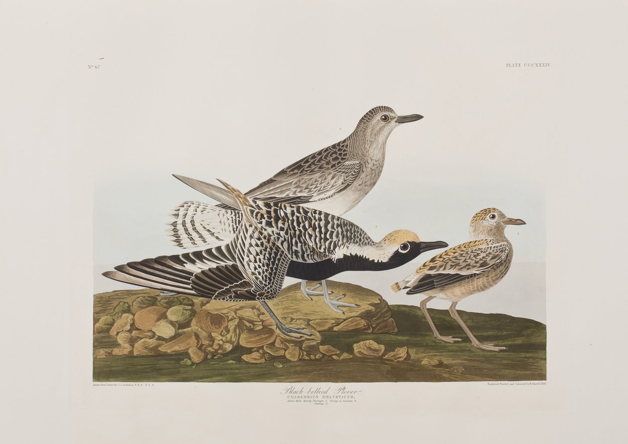 Ilustración de 