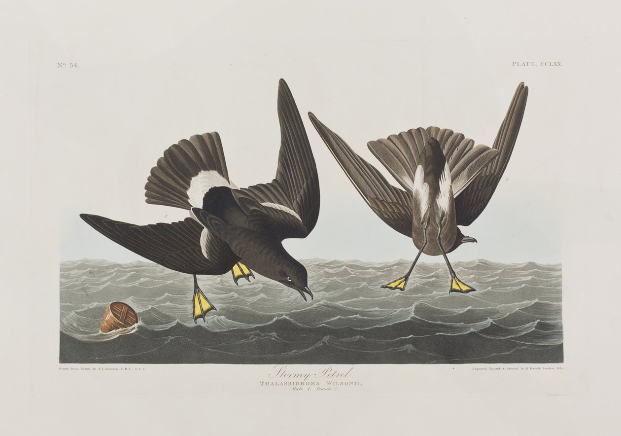 Ilustración de 