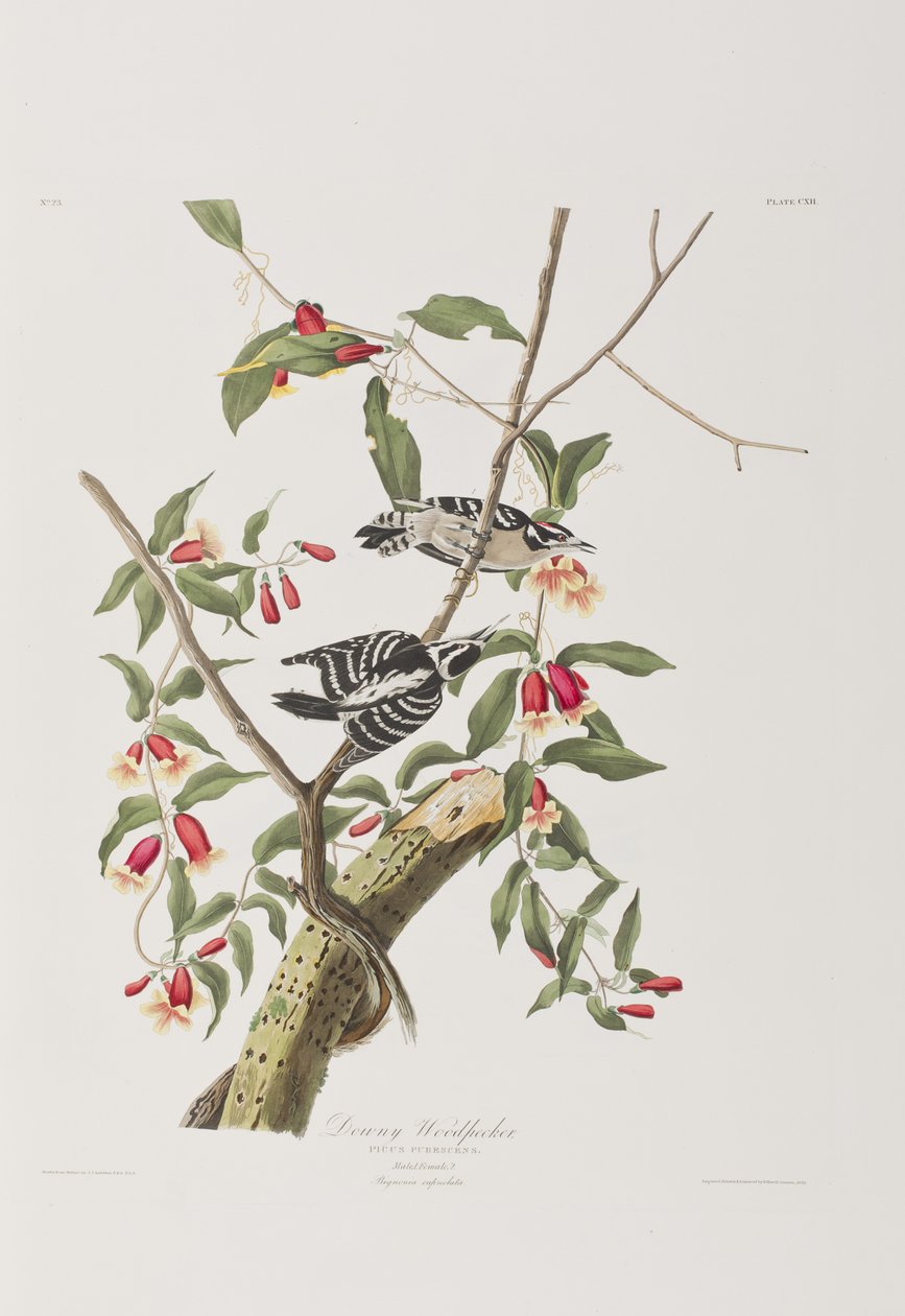 Ilustración de 