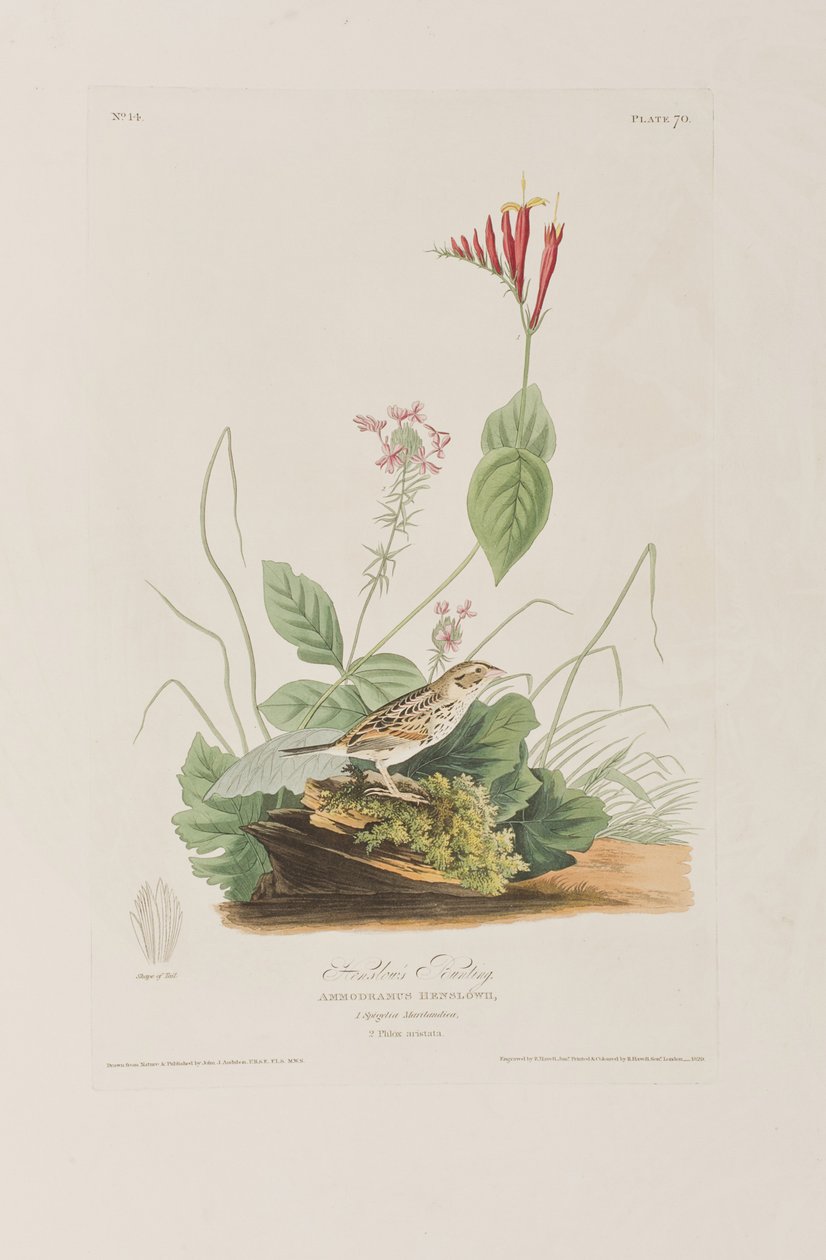 Ilustración de 