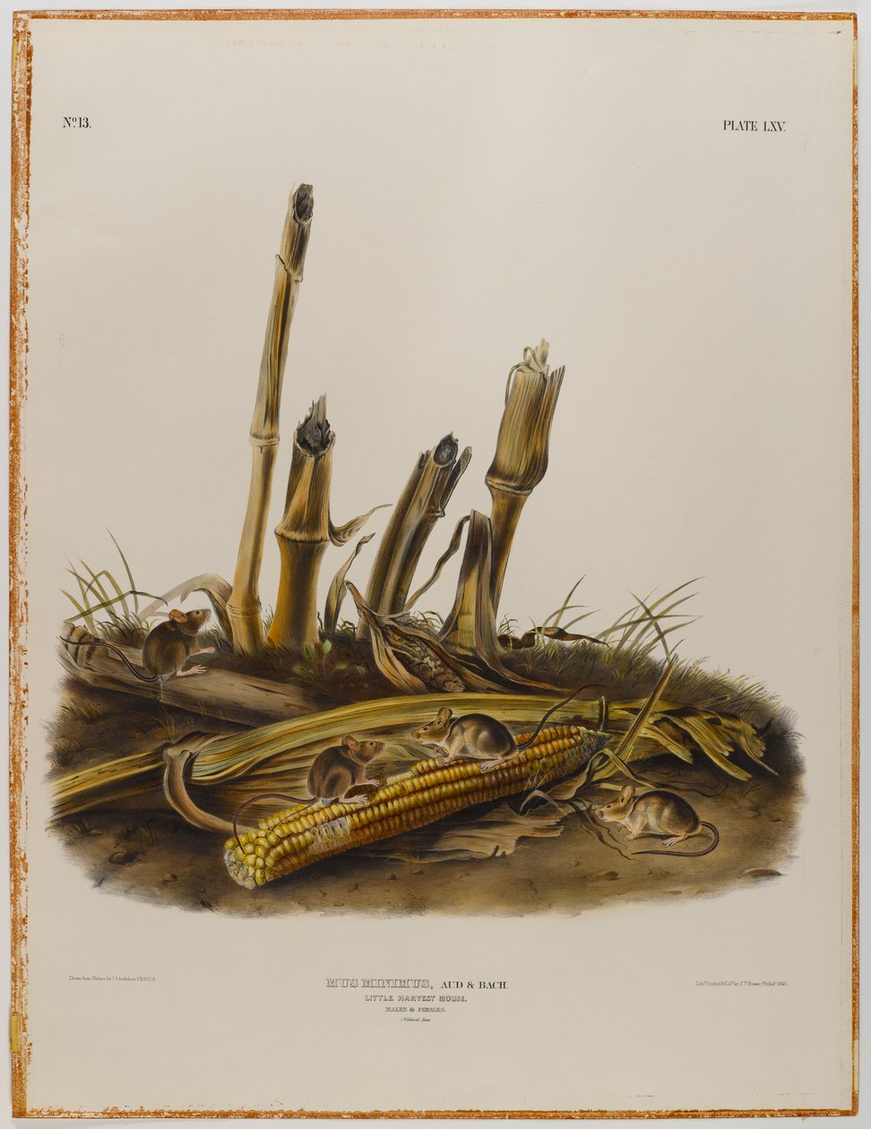 Ratón de cosecha pequeño de John James Audubon