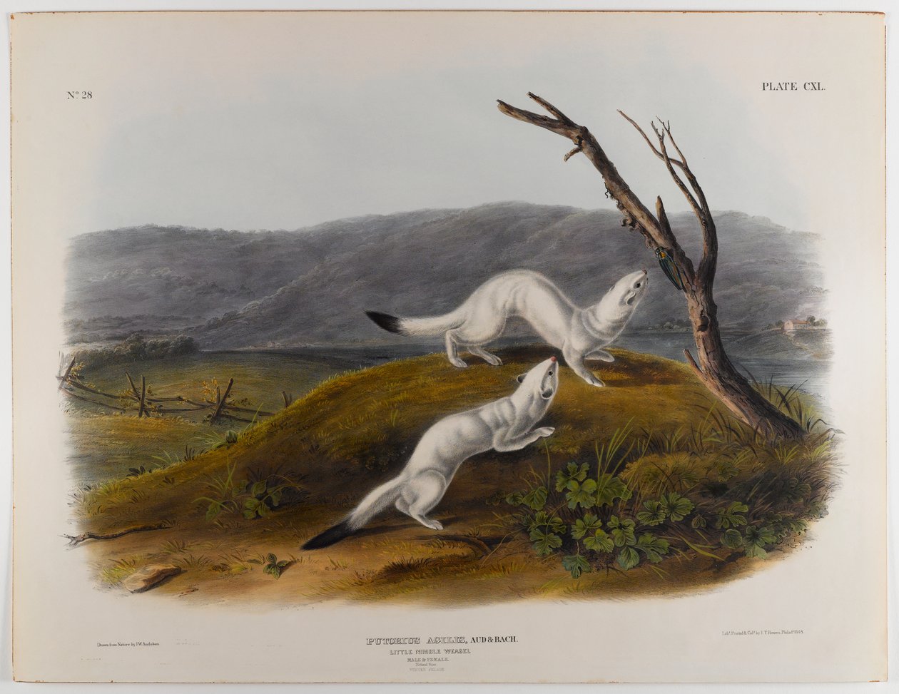 Comadreja ágil pequeña de John James Audubon