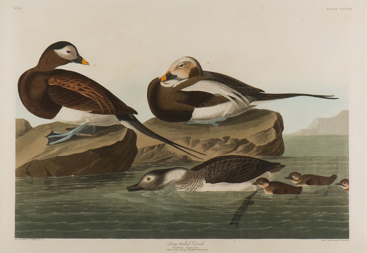 Pato de cola larga de John James Audubon
