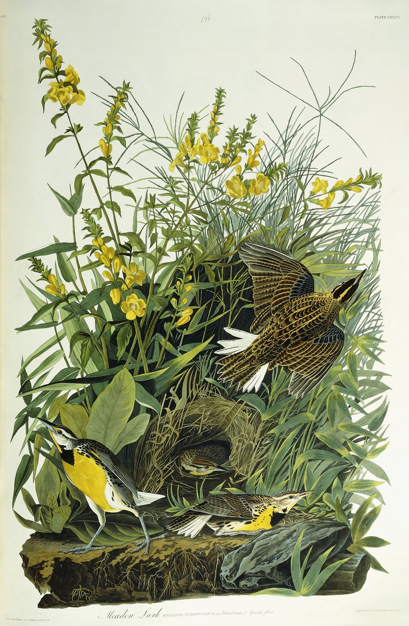 Alondra de Prado, 1832 de John James Audubon