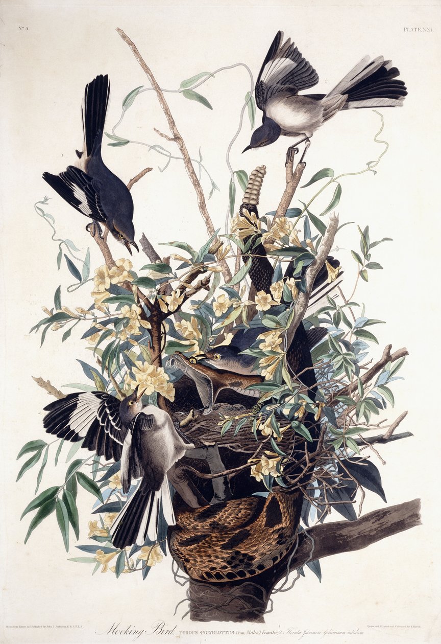 Sinsonte (Turdus Polyglottus) de John James Audubon