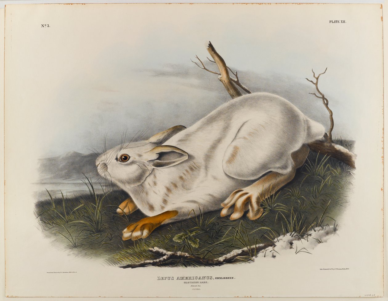 Liebre del norte (pelaje de invierno) de John James Audubon