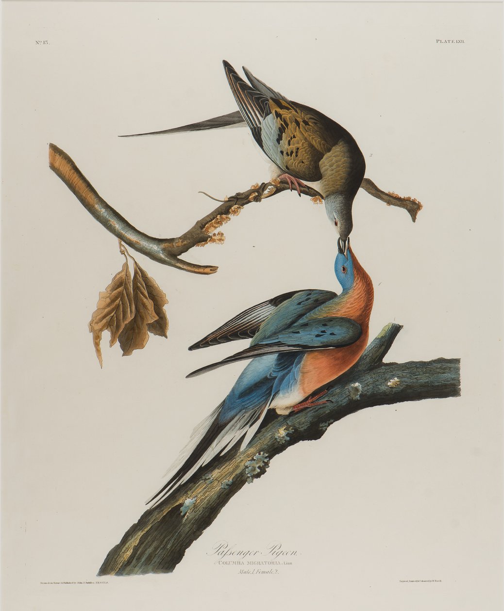 Paloma pasajera de John James Audubon