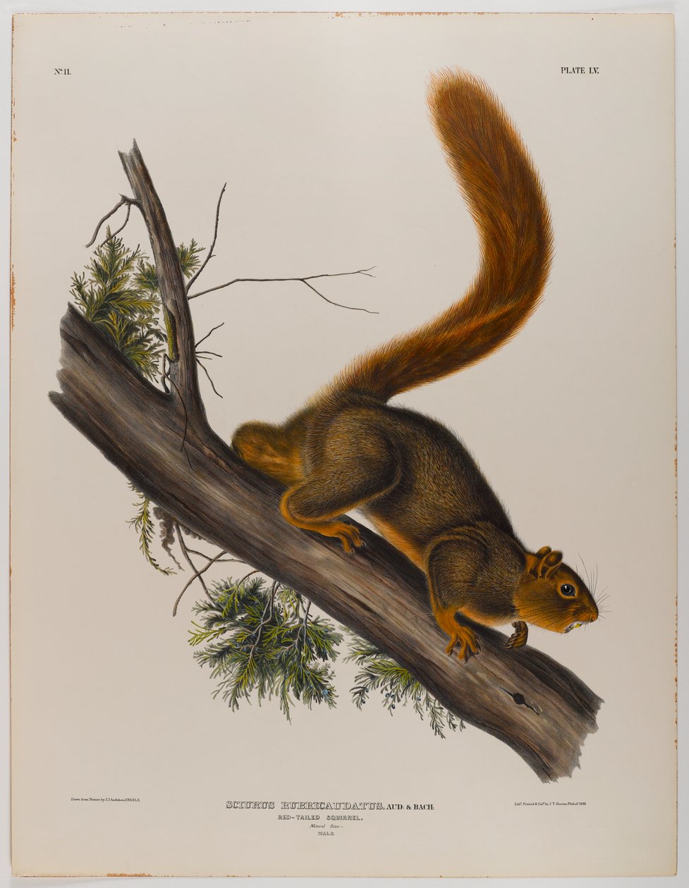 Ardilla de cola roja de John James Audubon