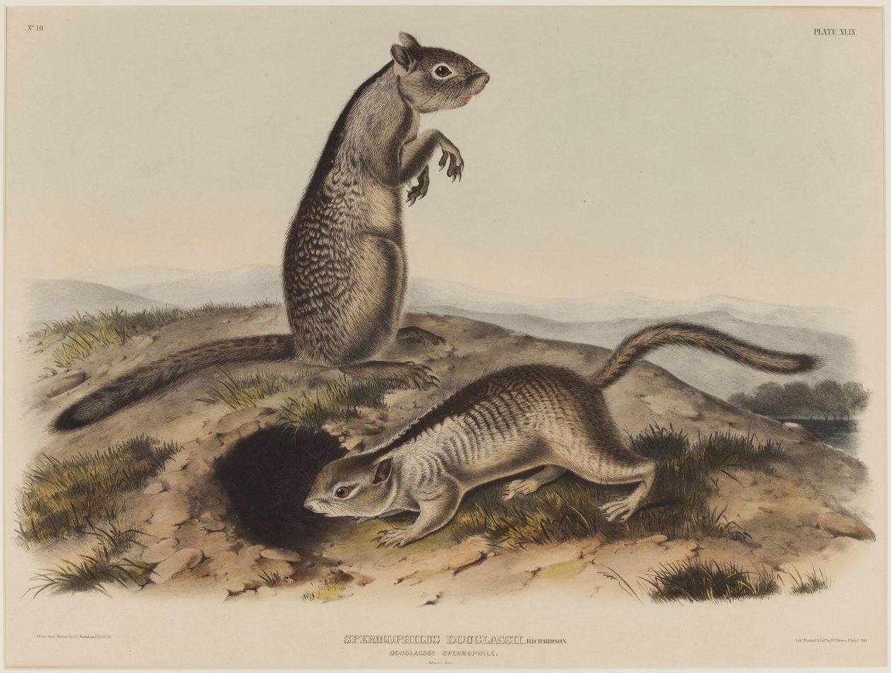 Spermophilus Douglassii (Dos Ardillas Douglas) de John James Audubon