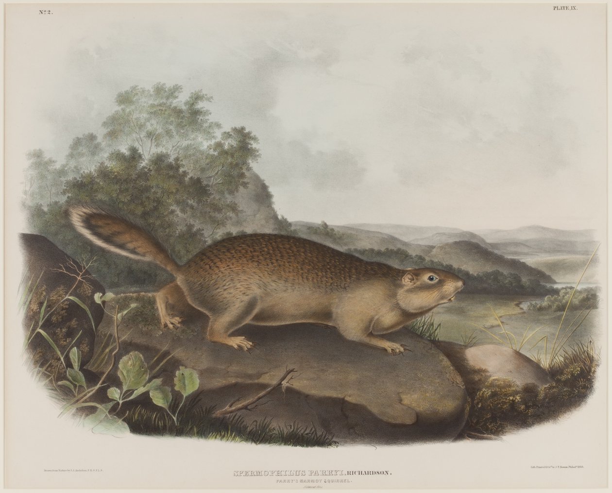 Spermophilus Parry (Ardilla marmota de Parry) de John James Audubon