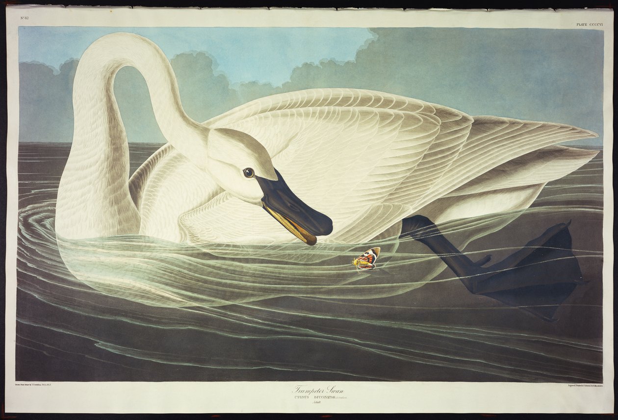 Cisne trompetero de John James Audubon