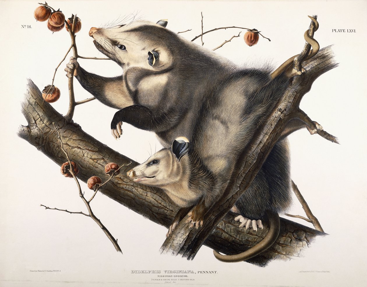 Zarigüeya de Virginia, 1845 de John James Audubon