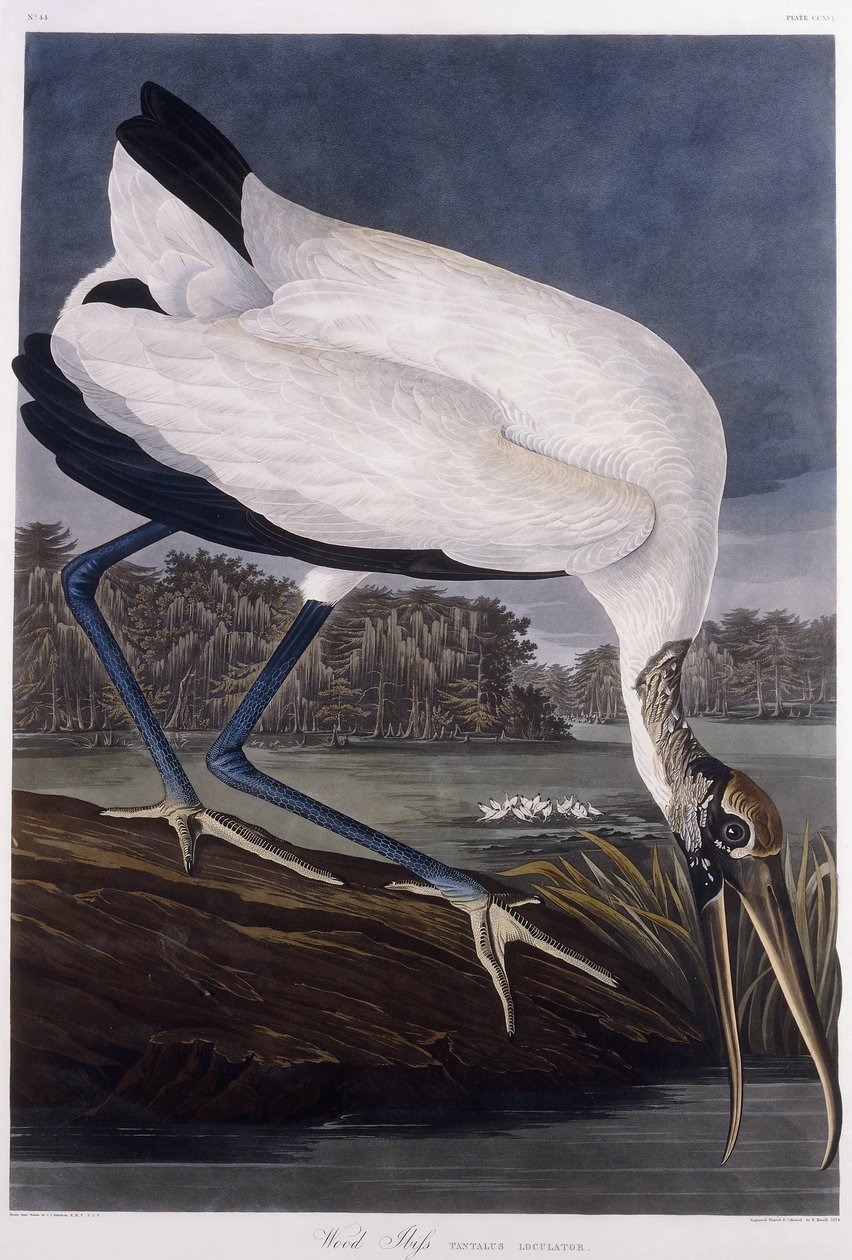 Ibis de madera de John James Audubon