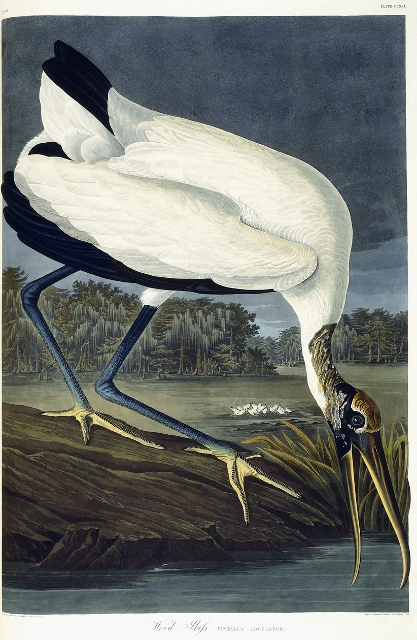 Ibis Madera, 1834 de John James Audubon