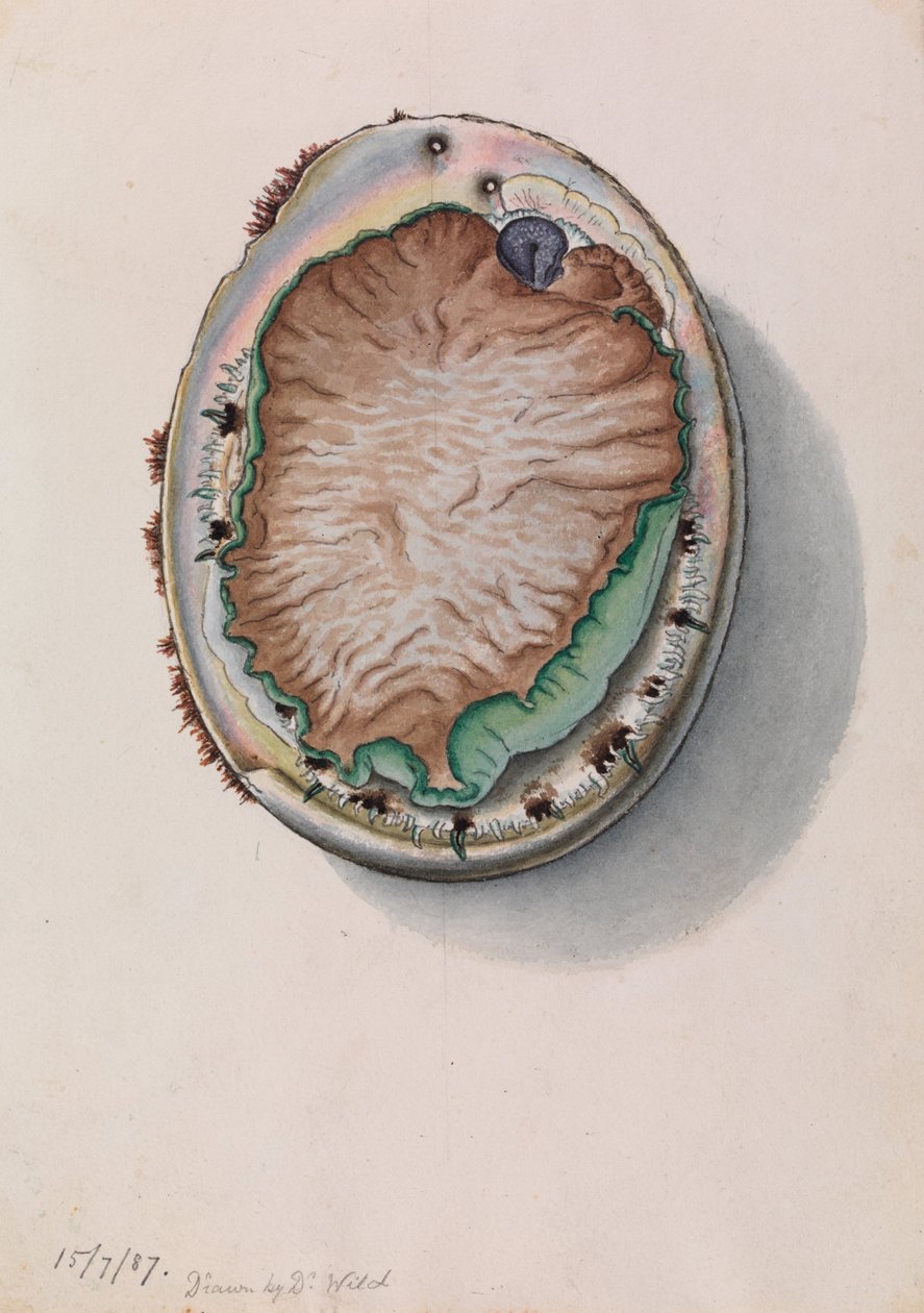 Abalón de labios verdes, Haliotis laevigata de John James Wild