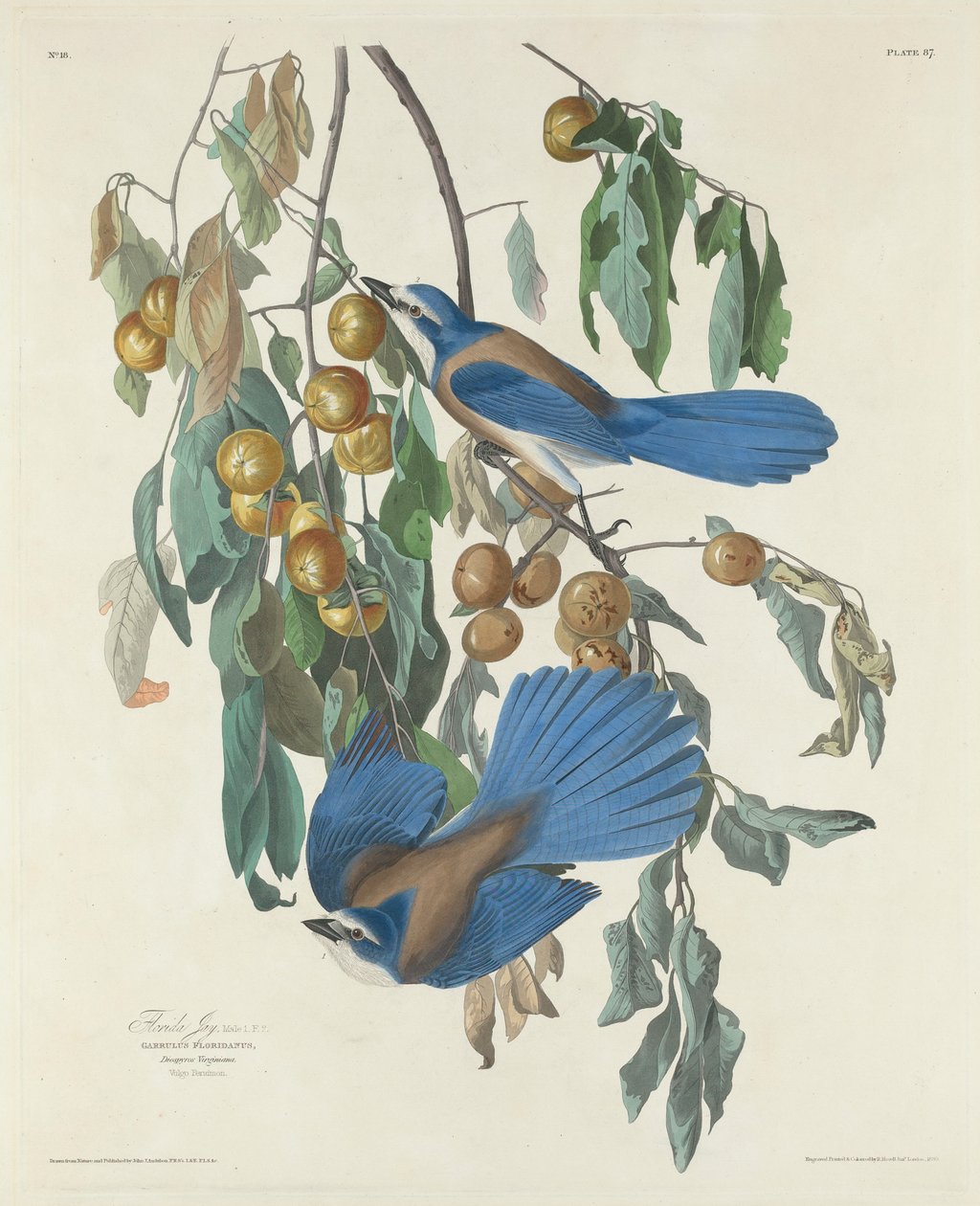 Arrendajos de Florida, 1830 de John James after Audubon