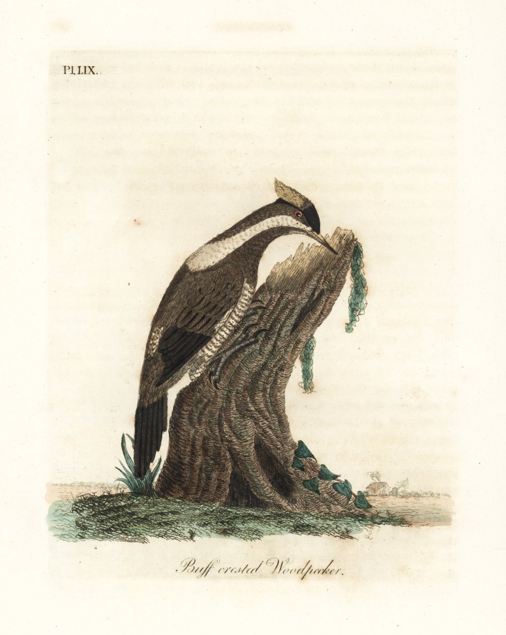 Pájaro carpintero de cresta carmesí, Campephilus melanoleucos (Pájaro carpintero de cresta amarilla, Picus melanoleucus). Basado en una piel en el Museo Leveriano. Grabado en cobre coloreado a mano dibujado y grabado por John Latham de su propia Historia G de John Latham