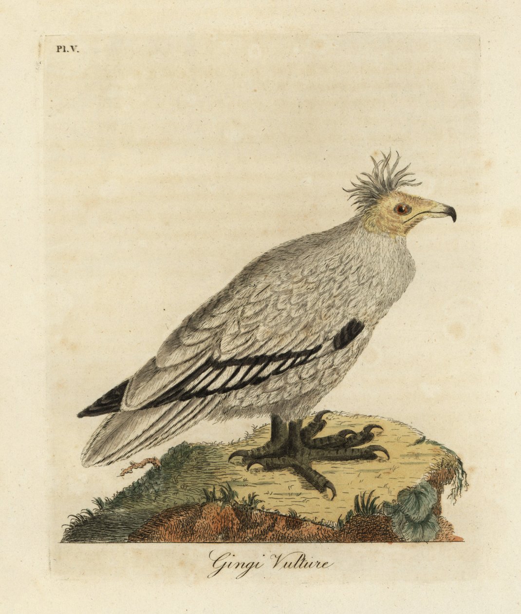 Alimoche, Neophron percnopterus ginginianus.1824 (grabado) de John Latham