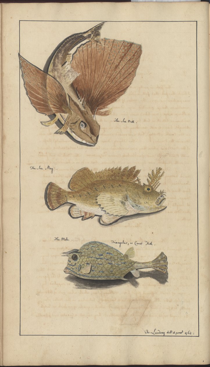 Dibujos de Lindsay Vol. VII de John Lindsay