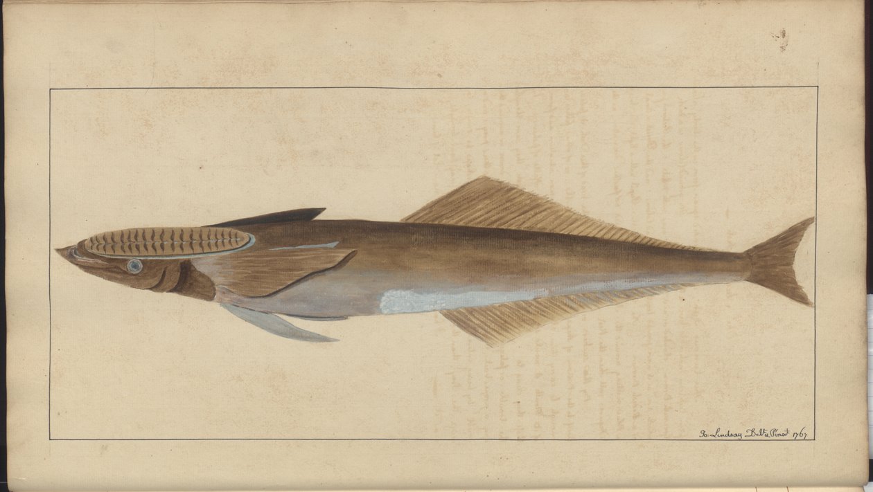 Dibujos de Lindsay Vol. VII de John Lindsay