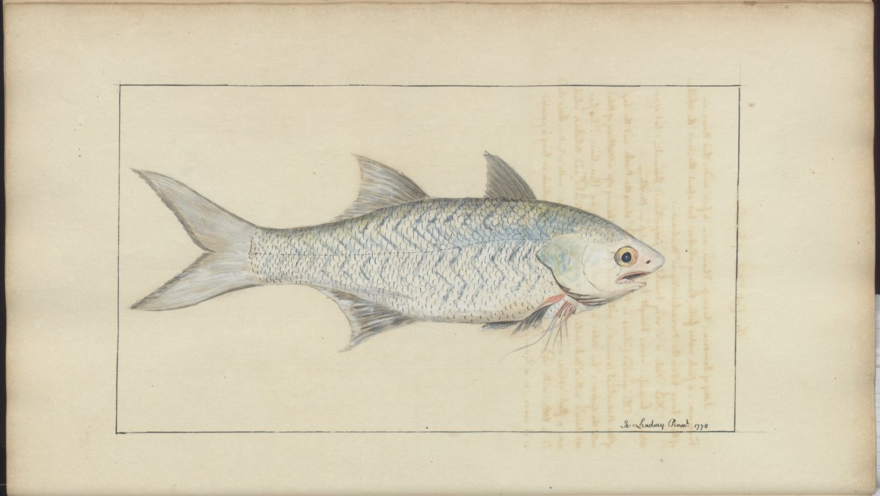 Dibujos de Lindsay Vol. VII de John Lindsay