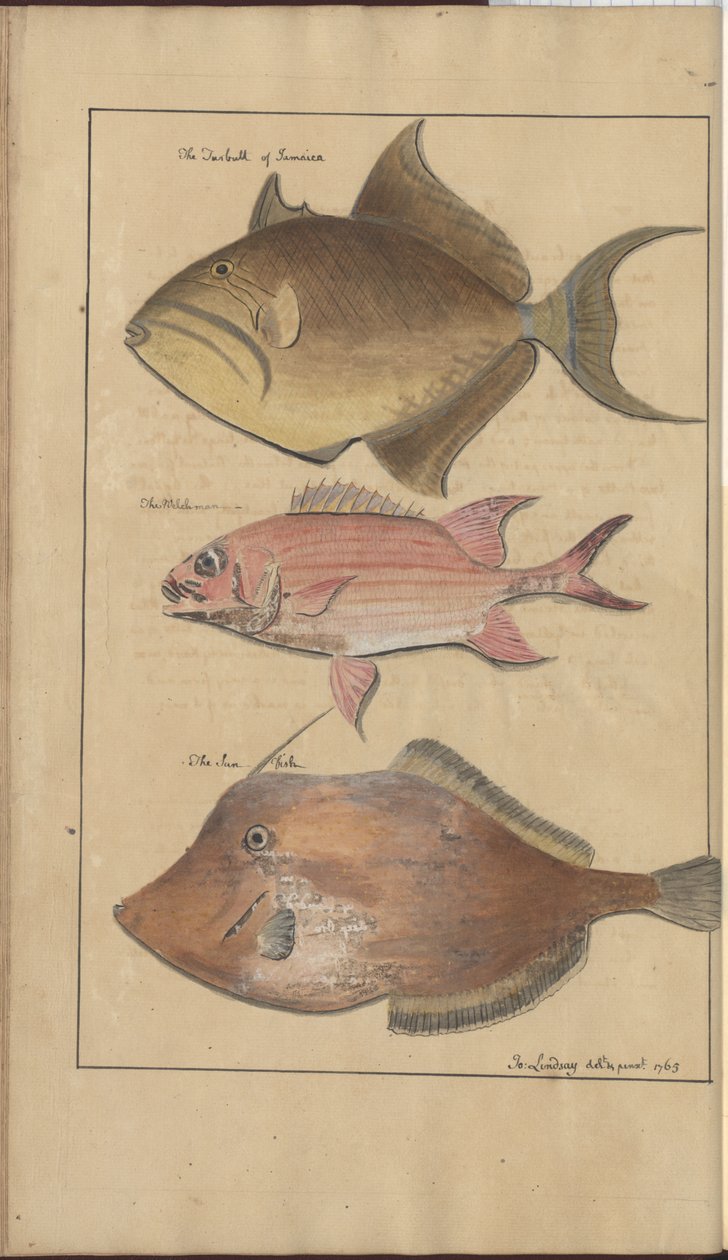 Dibujos de Lindsay Vol. VII, 6 de John Lindsay