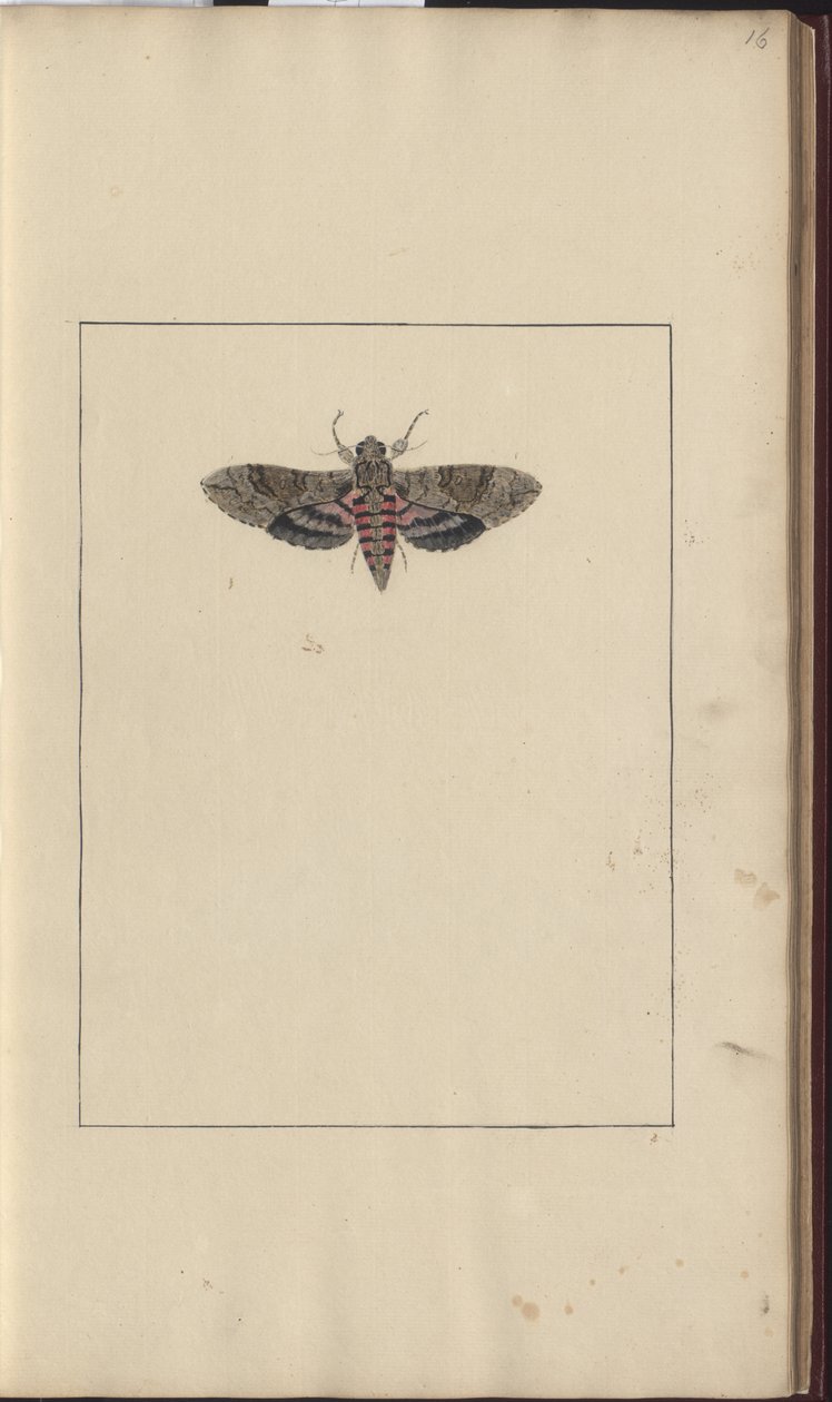 Dibujos de Lindsay Vol. VI de John Lindsay