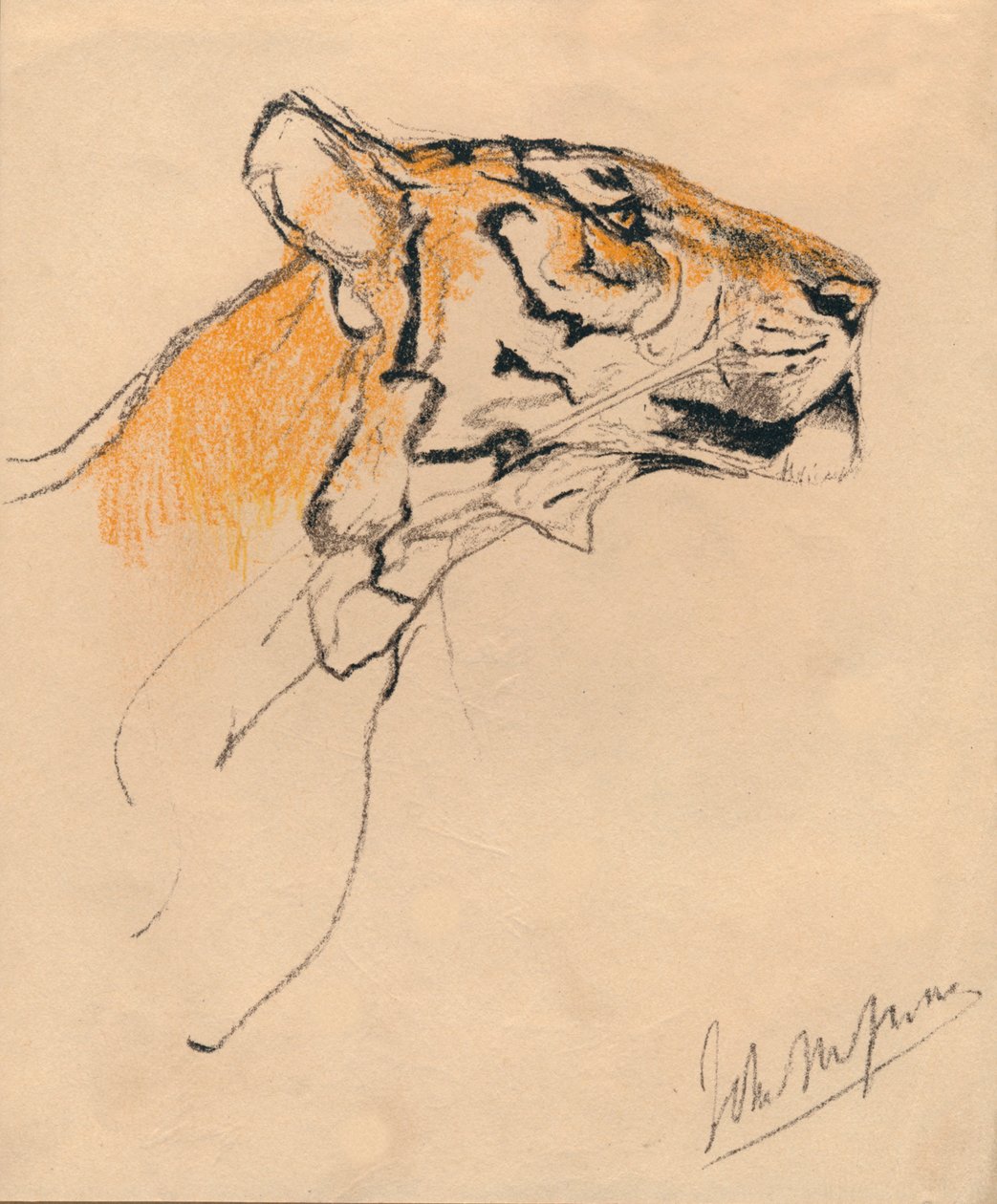 Cabeza de un tigre, c. 1910 de John Macallan Swan