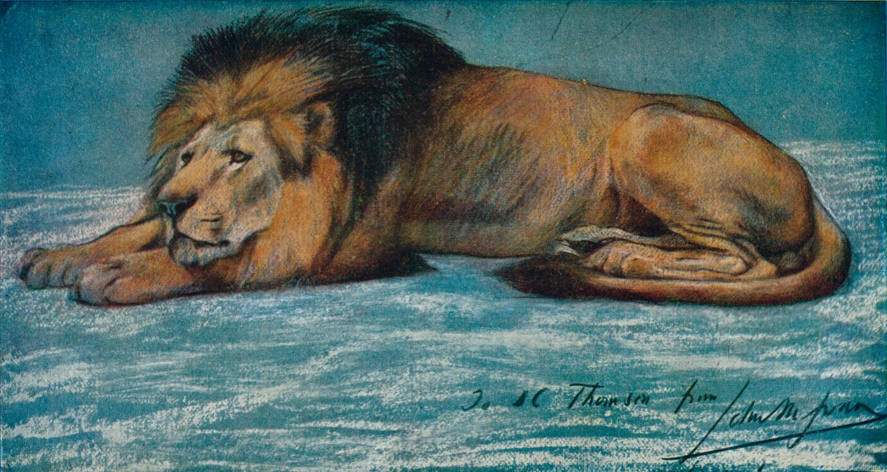 Estudio al pastel de un león de John Macallan Swan