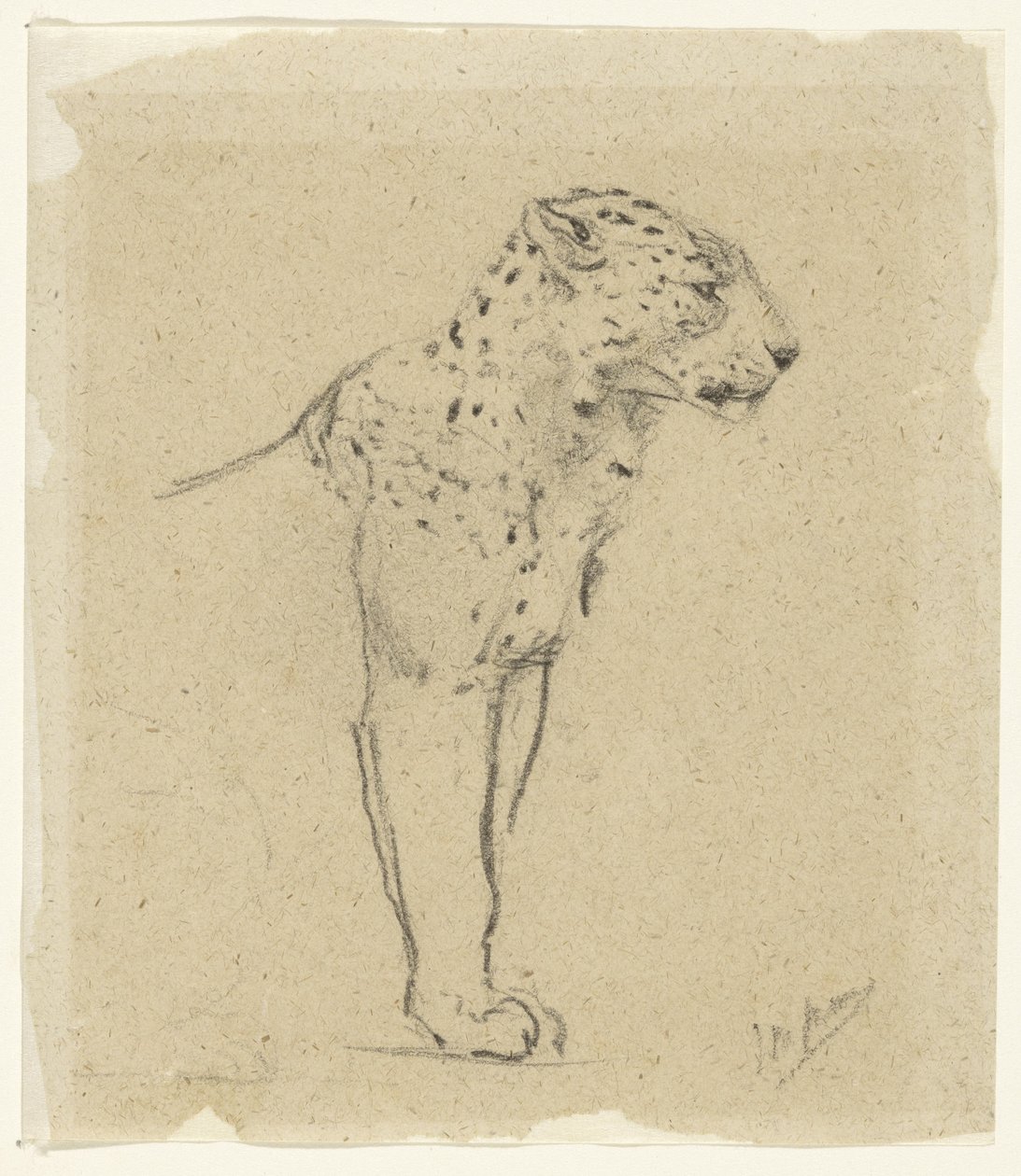 Estudio de un leopardo en pie de John Macallan Swan