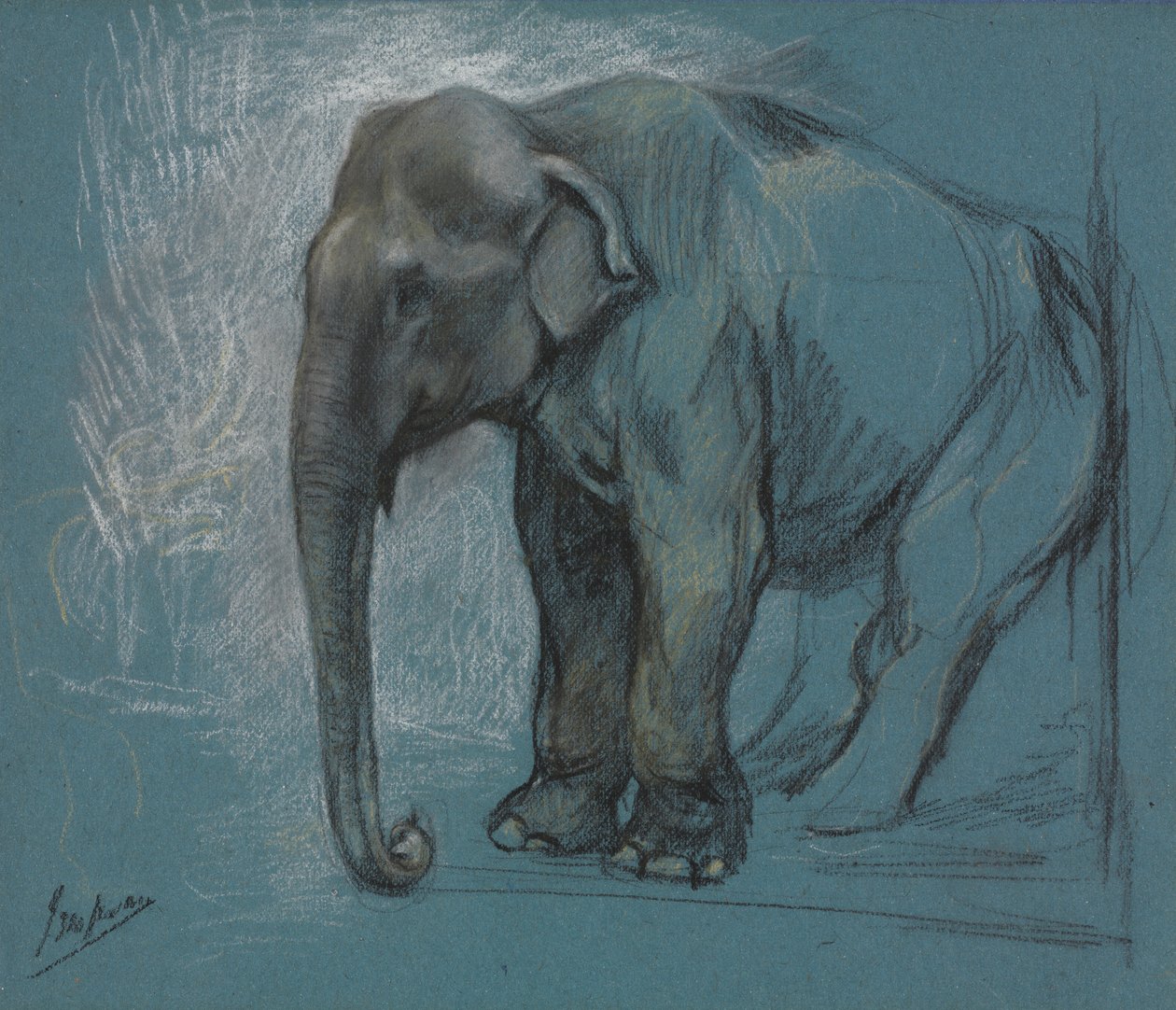 Estudio de un elefante de John Macallan Swan
