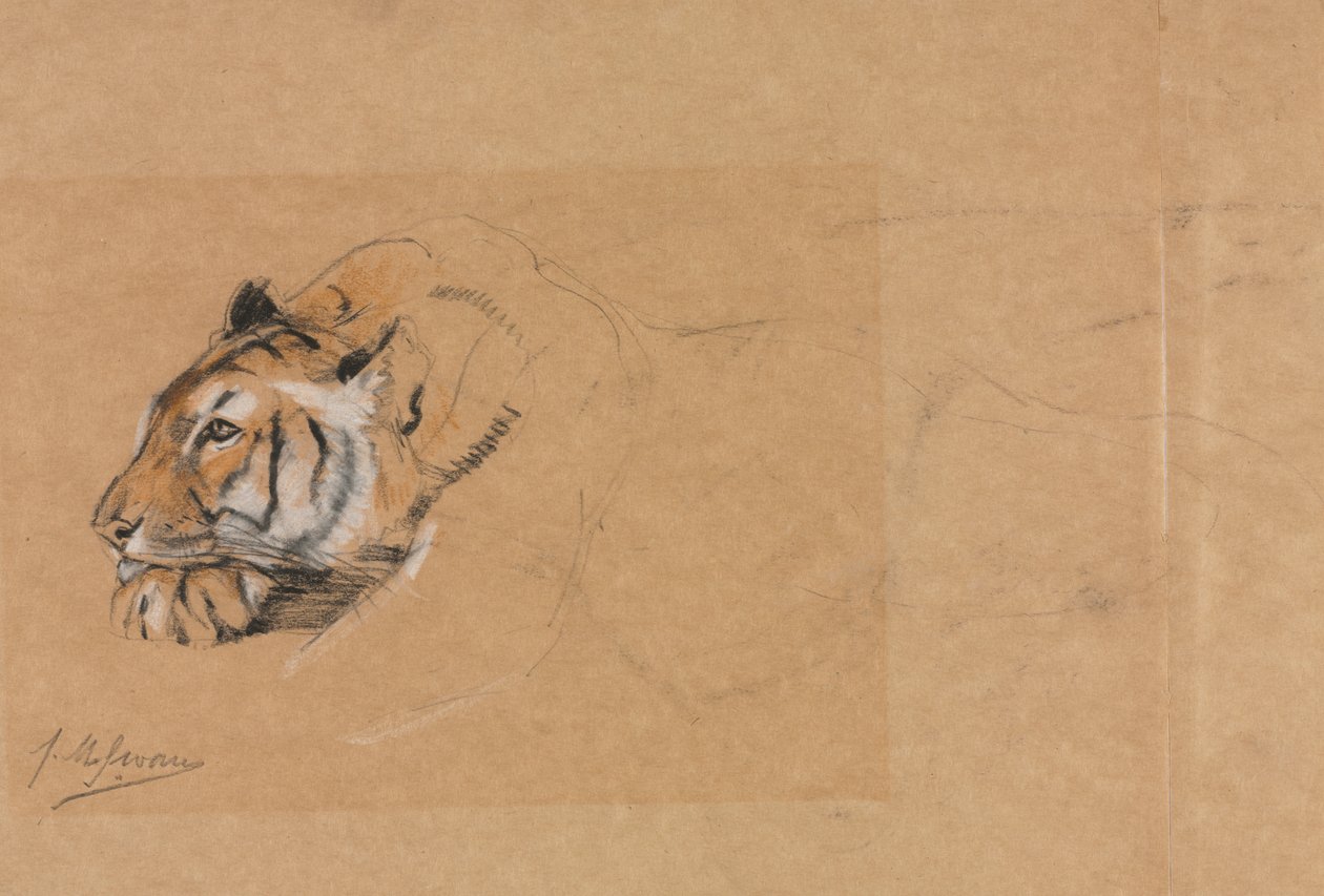 Tigre de John Macallan Swan