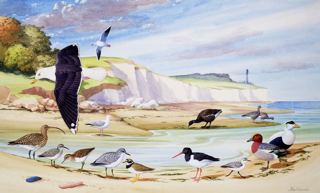 Aves marinas (gouache sobre papel) de John Rignall