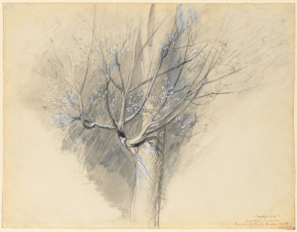 Sicomoro en ciernes, c. 1876 de John Ruskin