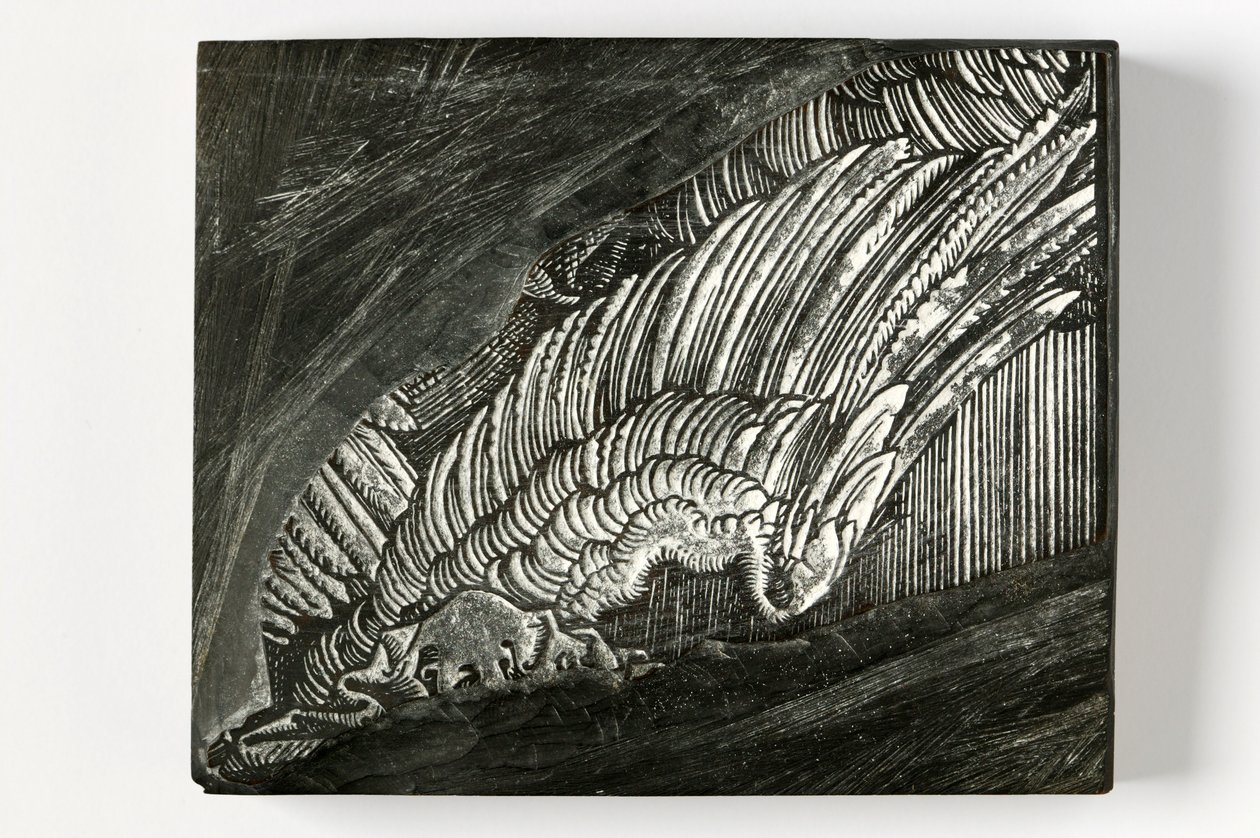 Ala" de Durero (bloque de madera grabado) de John Ruskin