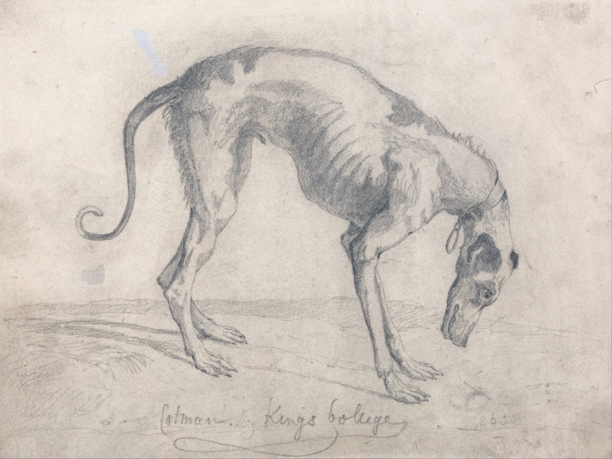 Un galgo hambriento de John Sell Cotman